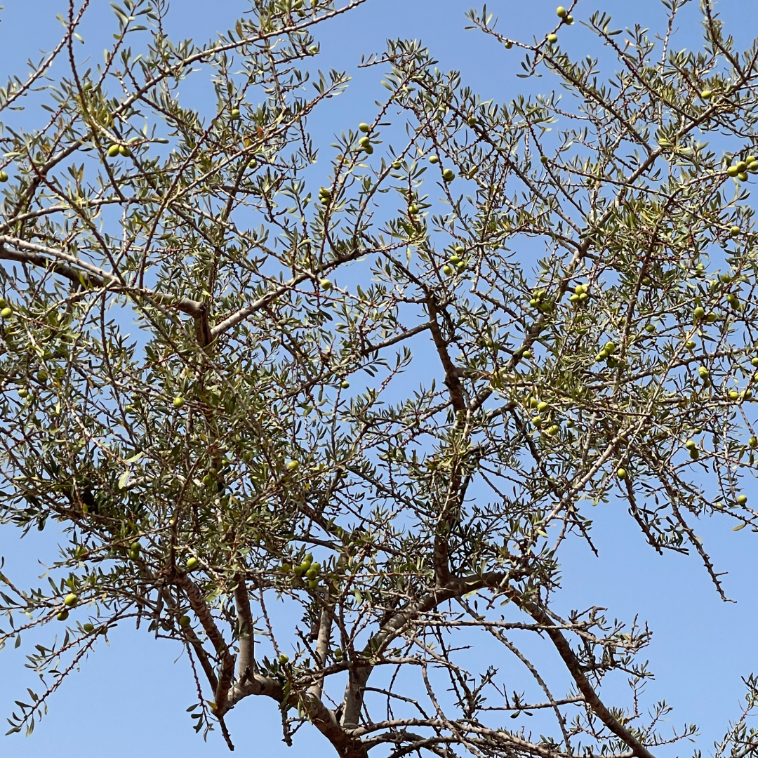 Moroccan Argan Oil