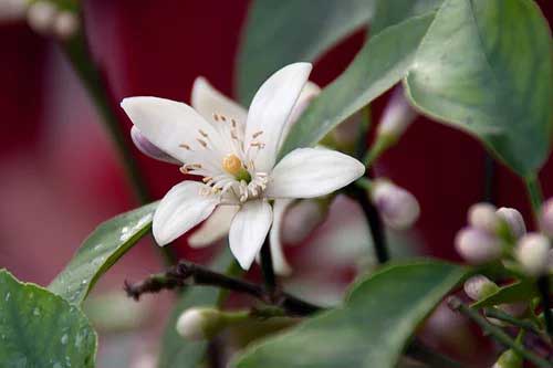 Egyptian Neroli Essential Oil