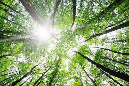 French Cedarwood Essential Oil