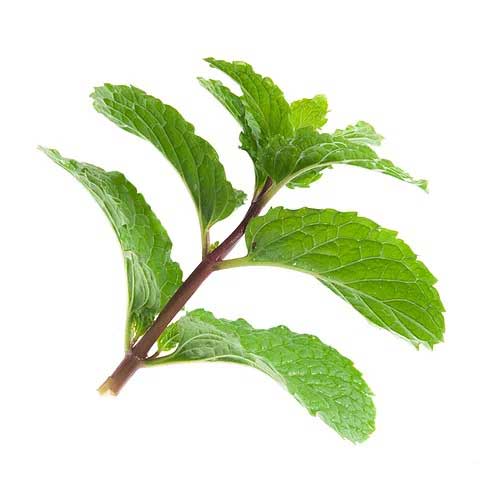 Indonesian Patchouli Essential Oil