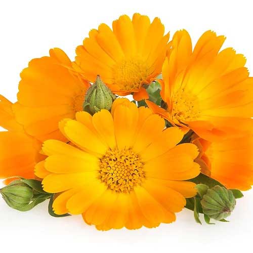 Macerated Calendula