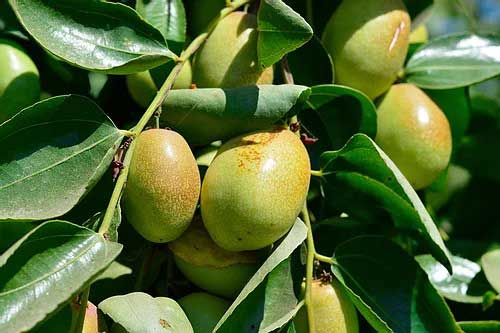 Organic Argentinian Jojoba Bean Liquid Wax