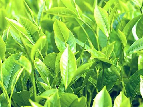 Organic Australian Tea Tree Essential Oil