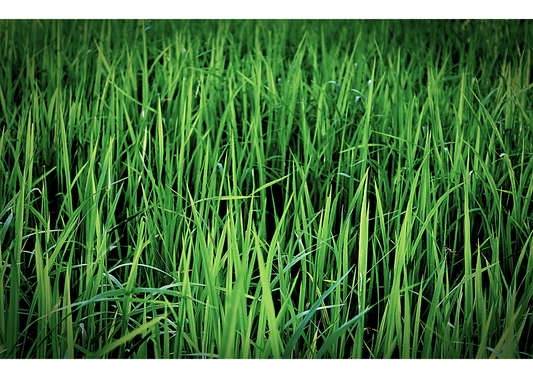 Sri Lankan Vetivert Essential Oil