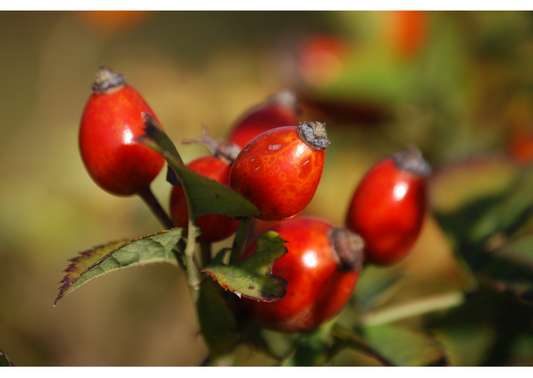 Organic French Rosehip Oil