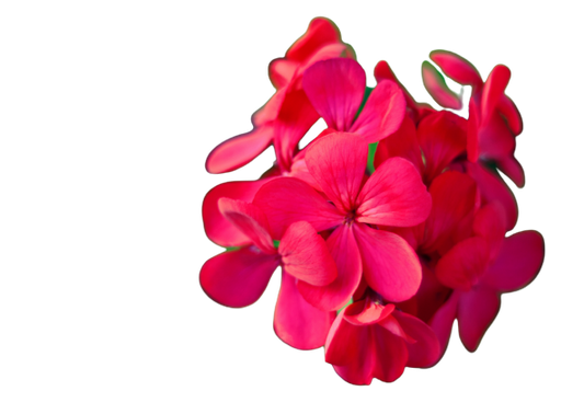 Egyptian Rose-Geranium Essential Oil