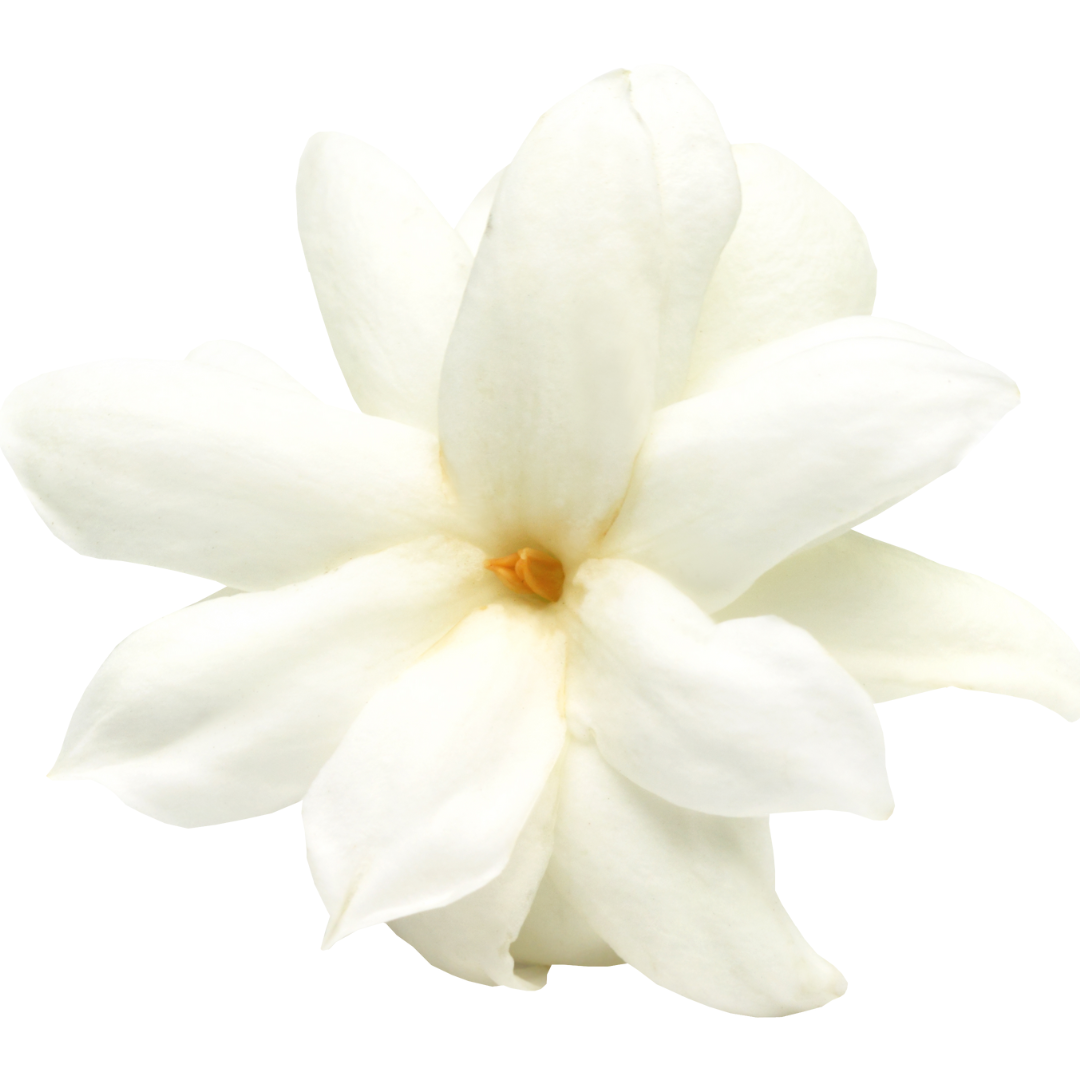 Restoration Oil Treatment - Palma Rosa