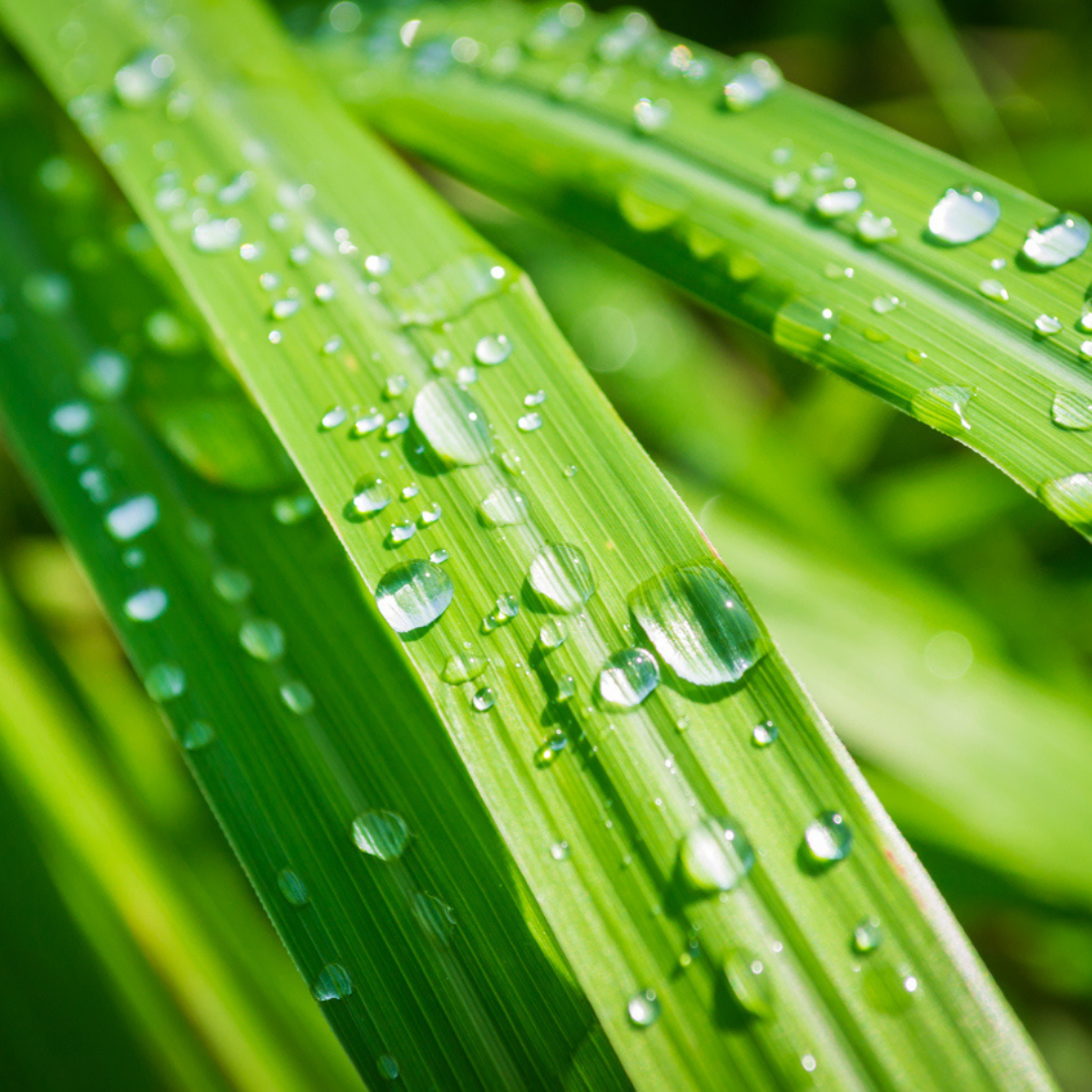 Restoration Oil Treatment - Picante