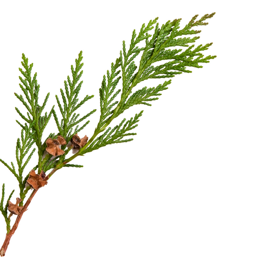 Restoration Oil Treatment - Cedro