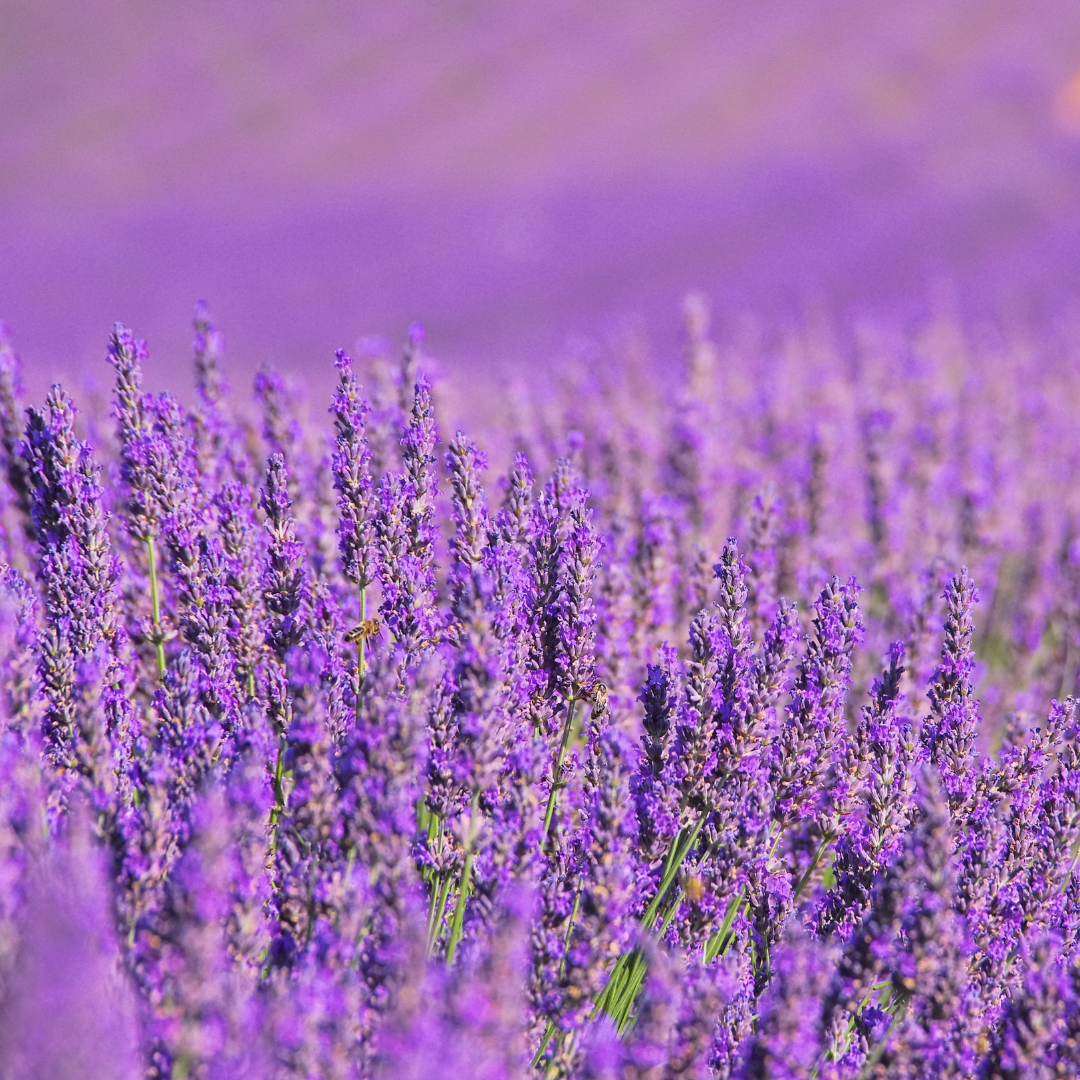 Lavanda Losa Solid Soap Bar