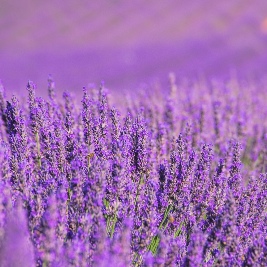 Lavanda Losa Solid Soap Bar