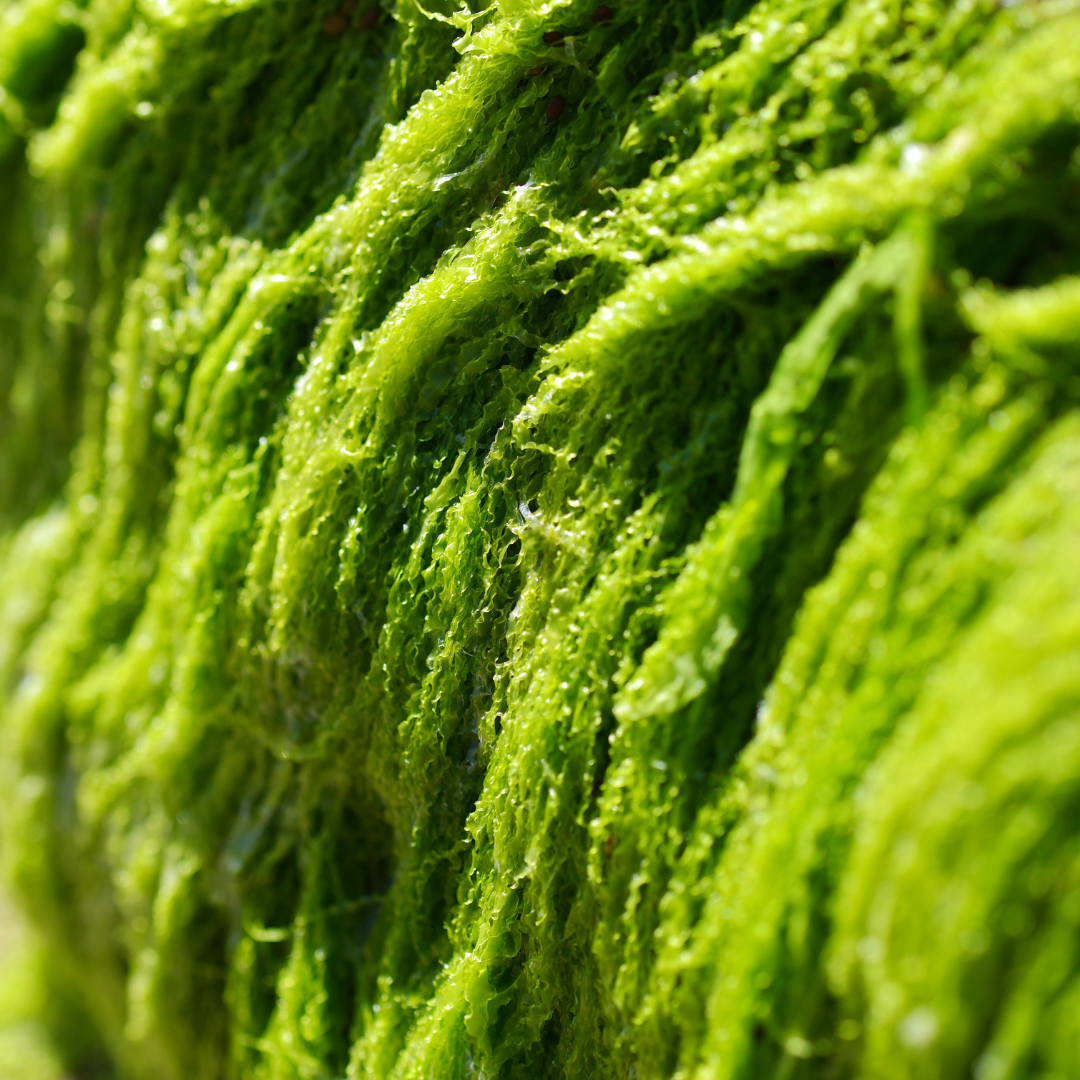 Ocean & Earth Crystals - Sea Salts