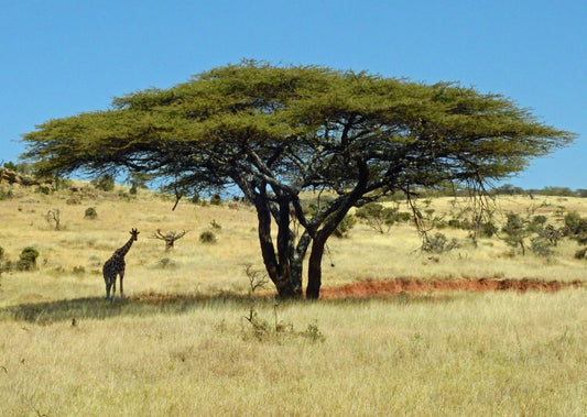 Somali Frankincense Essential Oil