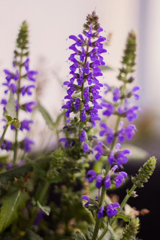 Russian Clary Sage Essential Oil