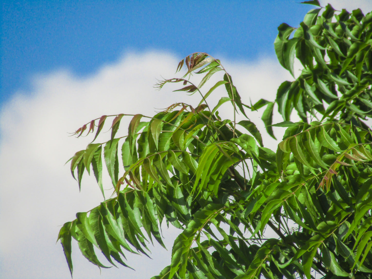 Organic Indian Neem Oil