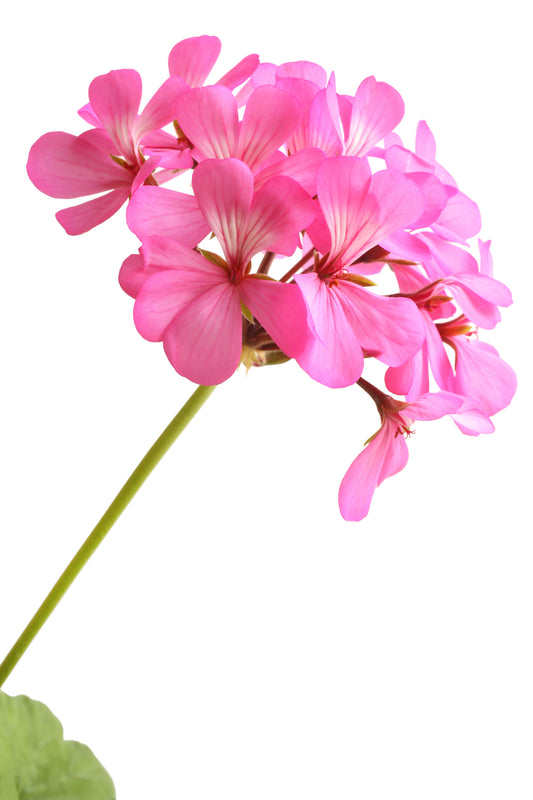 Egyptian Geranium Essential Oil