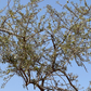 Moroccan Argan Oil