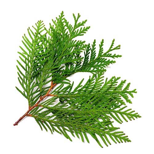 French Cypress Essential Oil