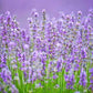 French Lavender Essential Oil