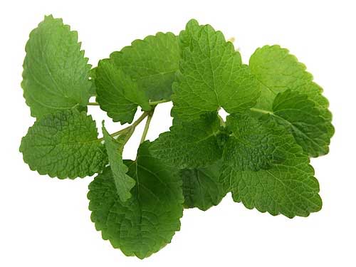 Indian peppermint Essential Oil