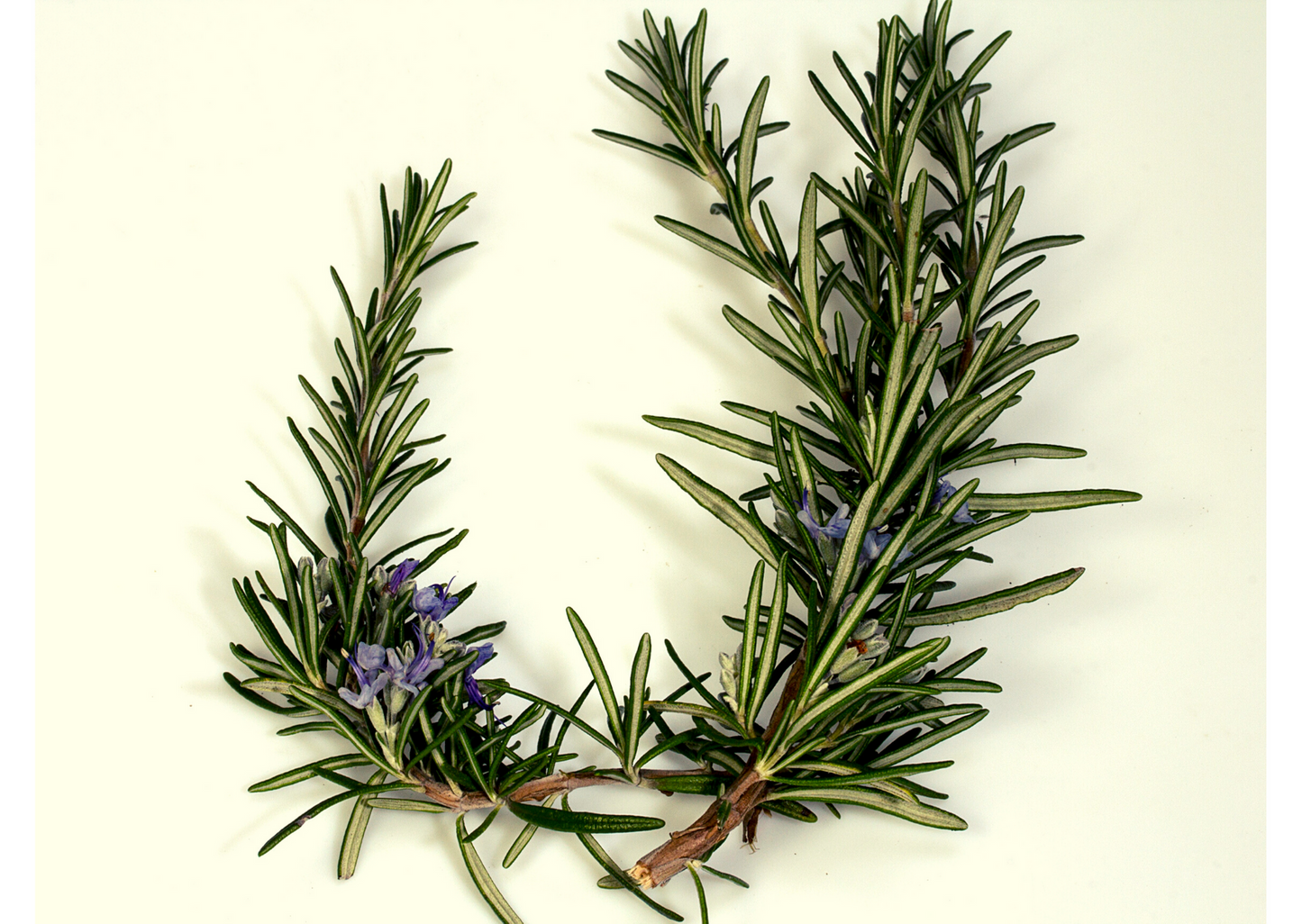 Spanish Rosemary Essential Oil