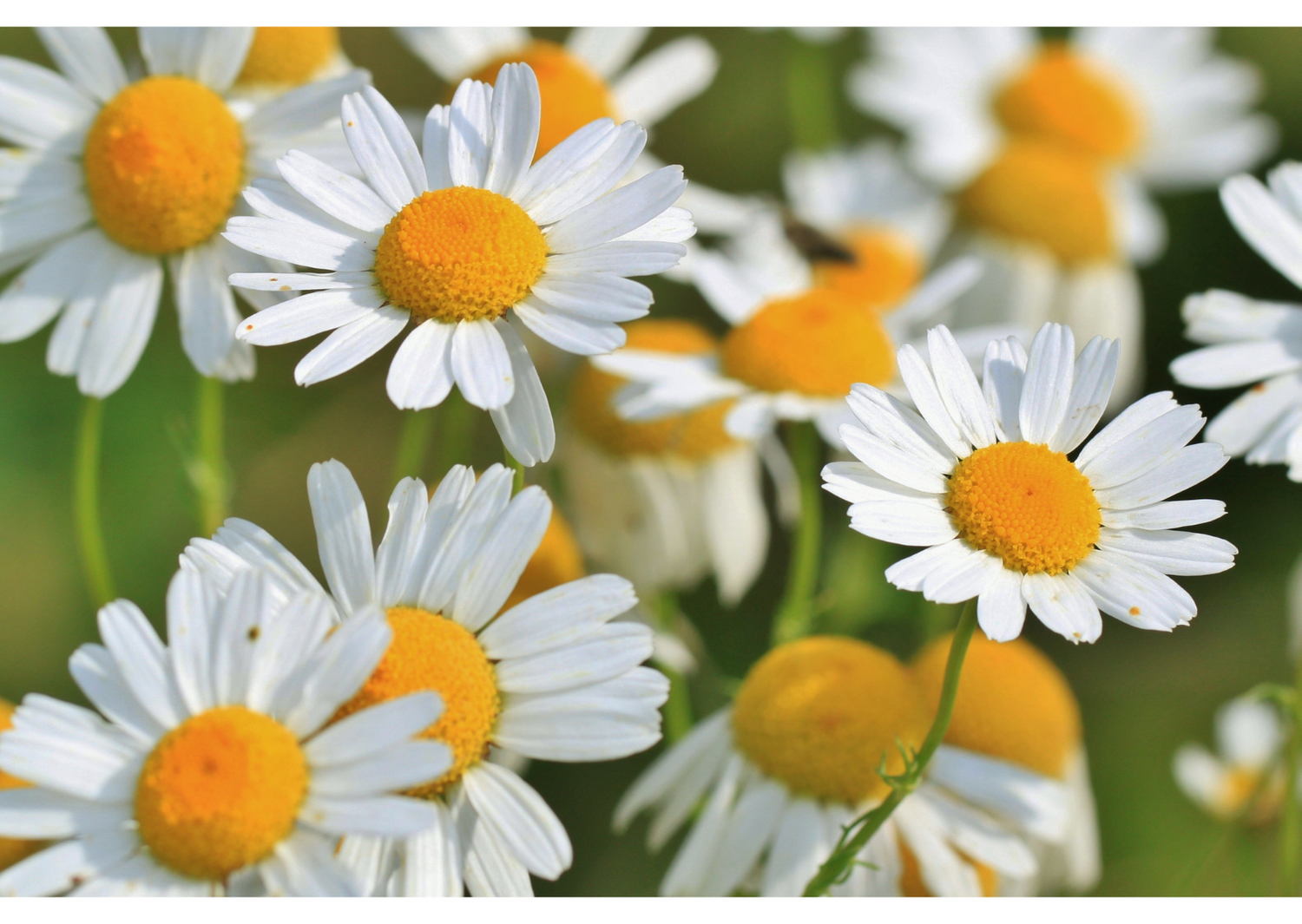 Green scents