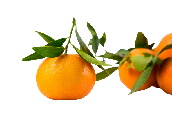 Italian Mandarin Essential Oil